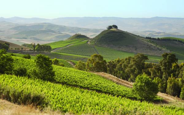 Grillo 'Sallier de la tour' 2022