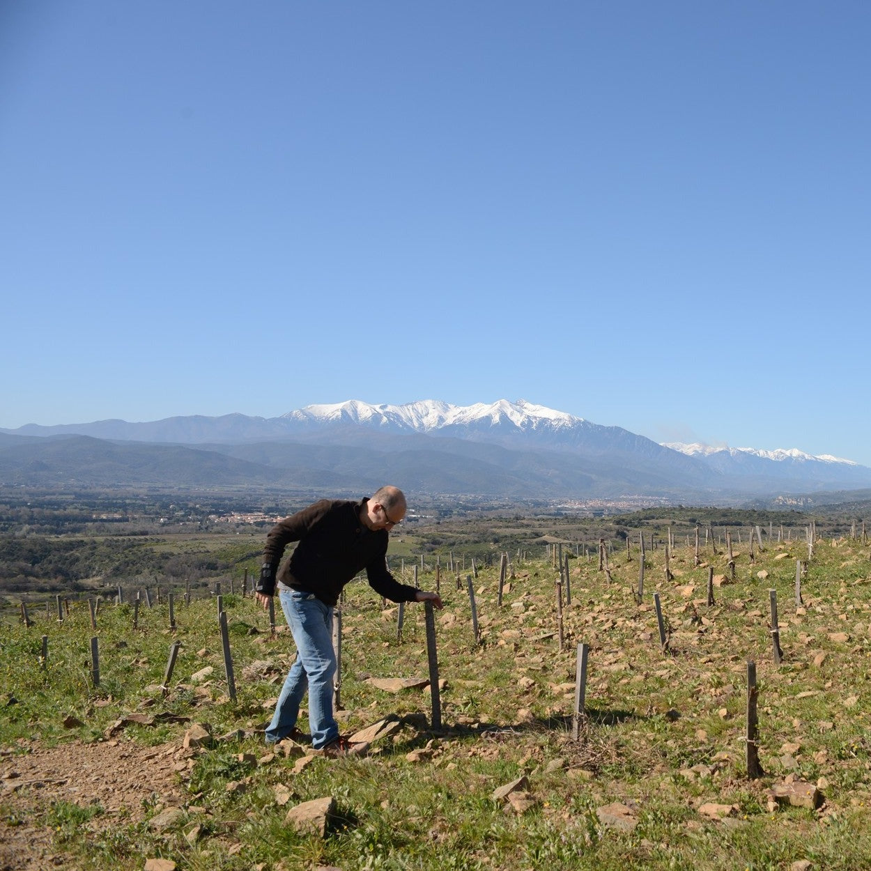 Côtes du Roussillon village 'Les Terrasses' 2021