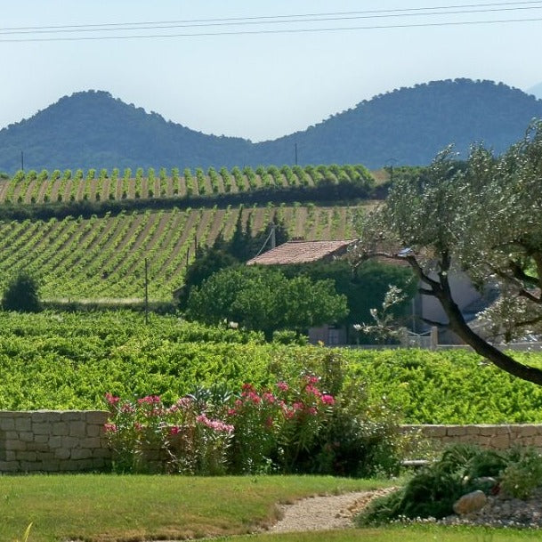 VDF Grenache blanc 2022, Mickaël Boutin