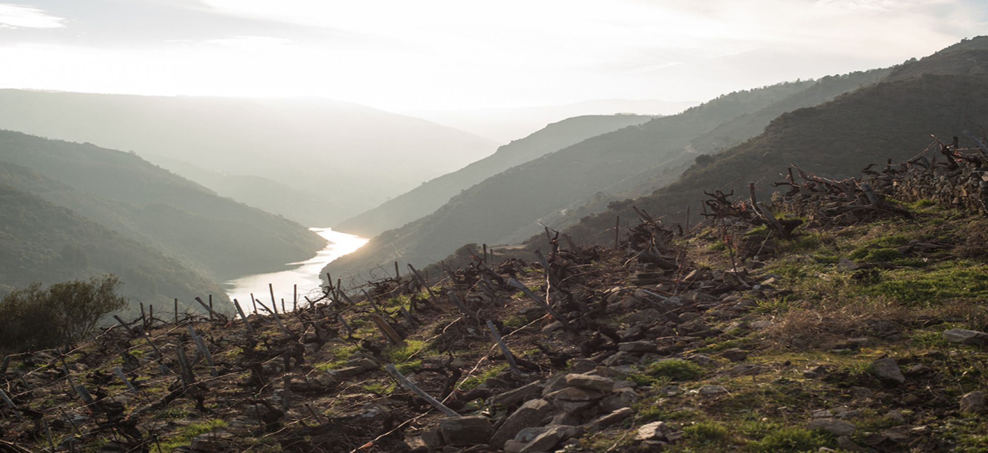 Vin d'Espagne 'Camándula' 2019