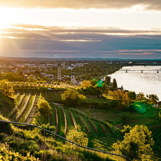 Niederösterreich Sauvignon Blanc 2020