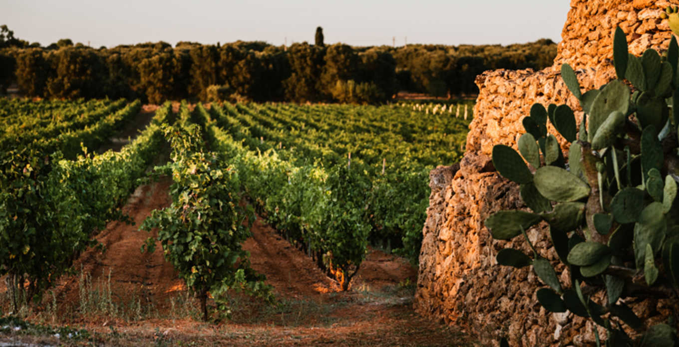 IGP Puglia Sangiovese Organic 2021, San Marzano