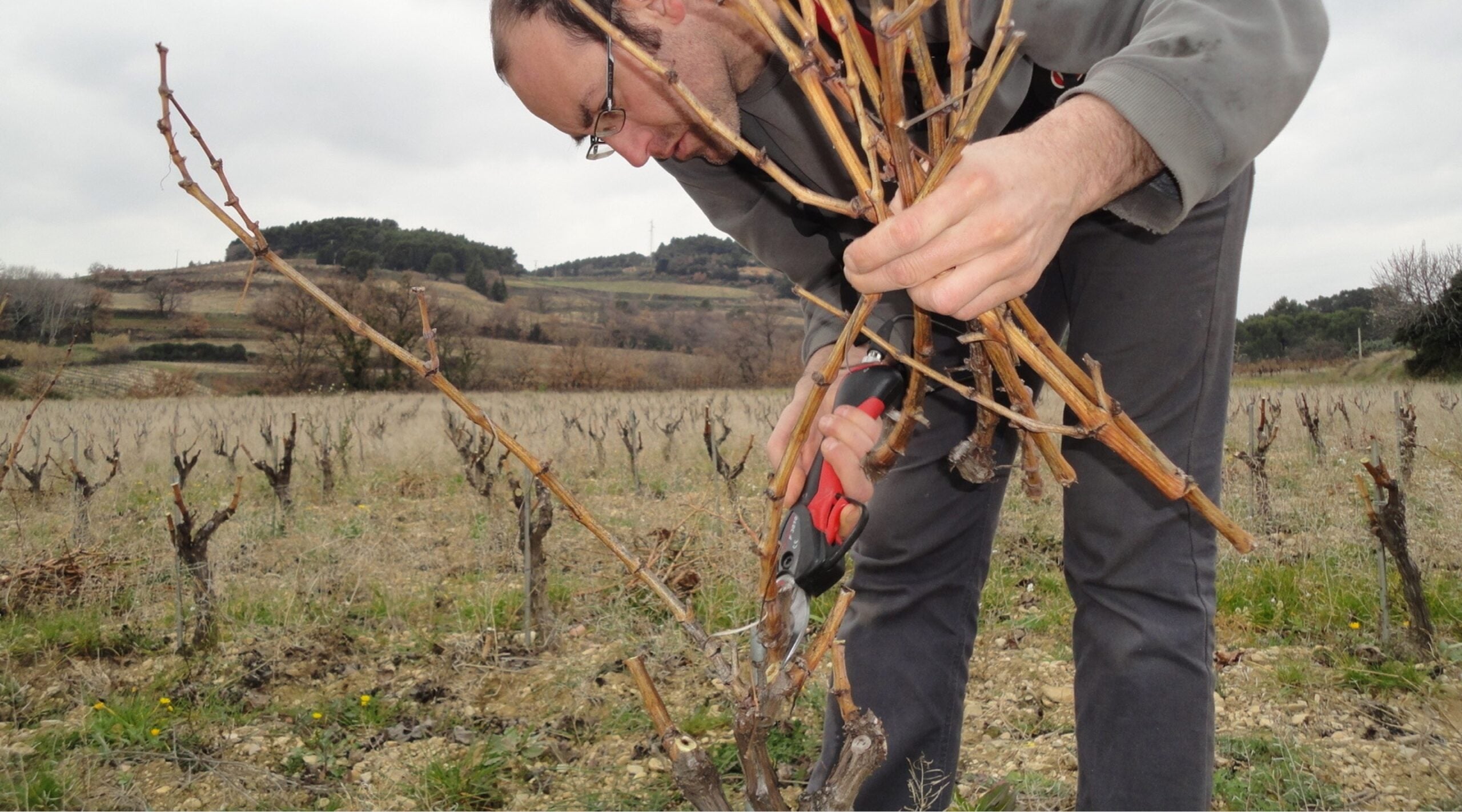 VDF Grenache blanc 2022, Mickaël Boutin