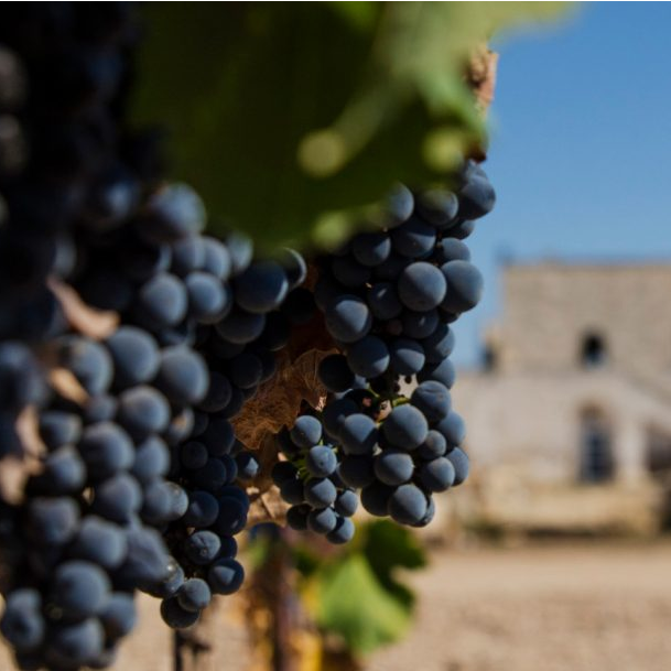 IGP Puglia Sangiovese Organic 2021, San Marzano