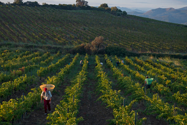 Côtes du Roussillon village 'Les Terrasses' 2021