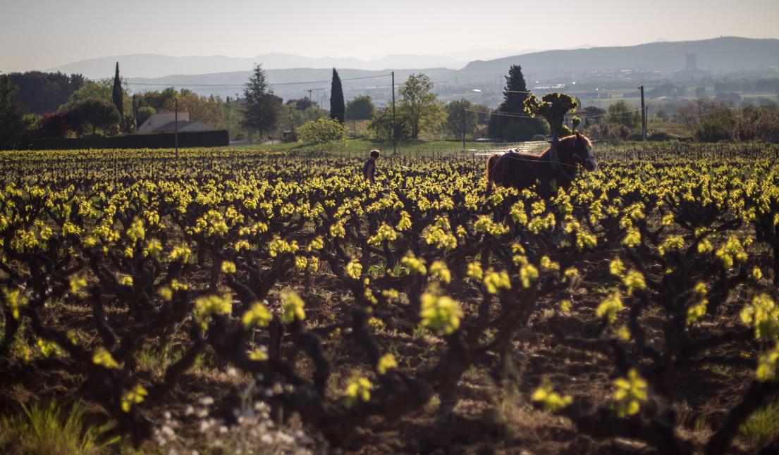 VDF 'Vin de Pétanque' 2023