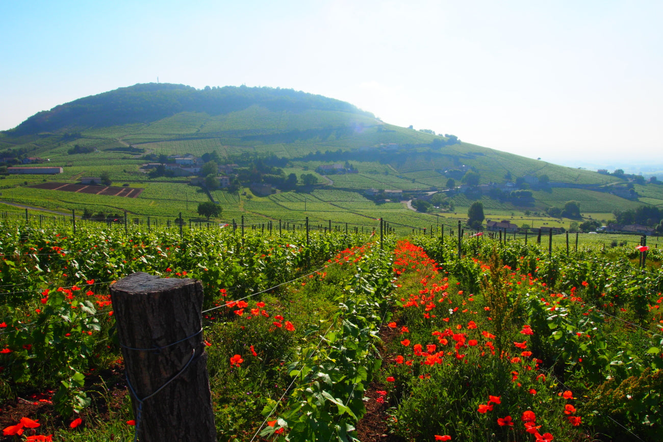 Brouilly 'Les Roches' 2022