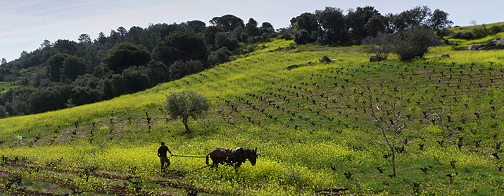 Vinos de Madrid 'Camino' 2022