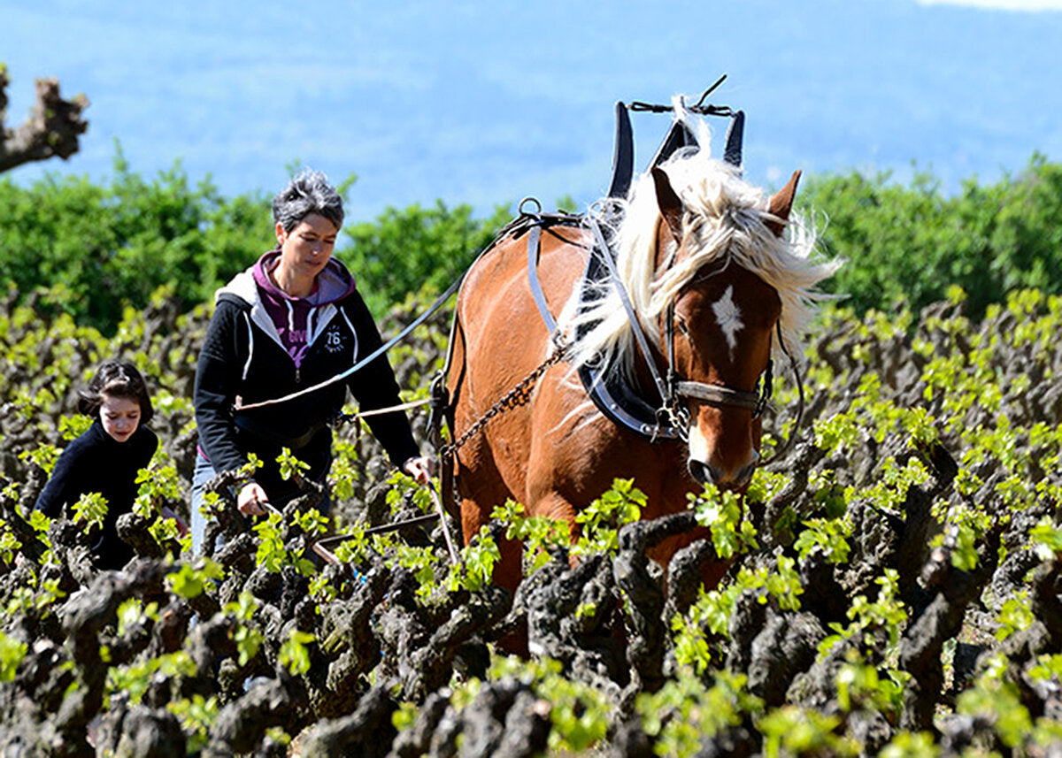 VDF 'Vin de Pétanque' 2023