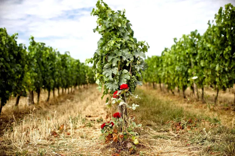 Côtes de Duras 'N comme Nadia' 2023