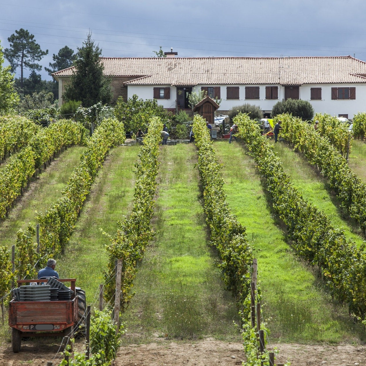 Vinho Verde Alvarinho 'Monçao E Melgaço' 2023